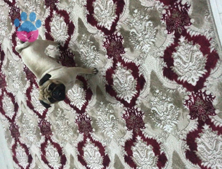 Pug Cinsi Köpeğime Eş Arıyorum