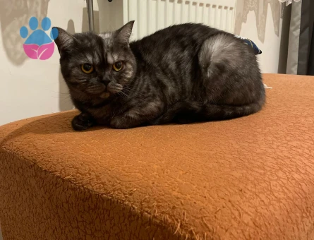 1 yaşındaki kızımıza eş arıyoruz