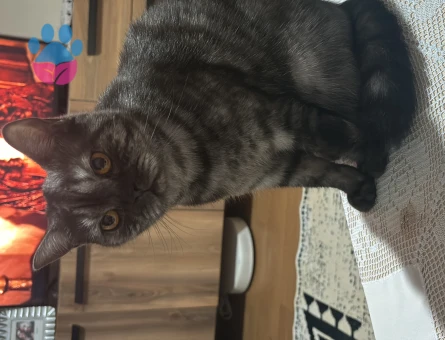 1 yaşındaki kızımıza eş arıyoruz