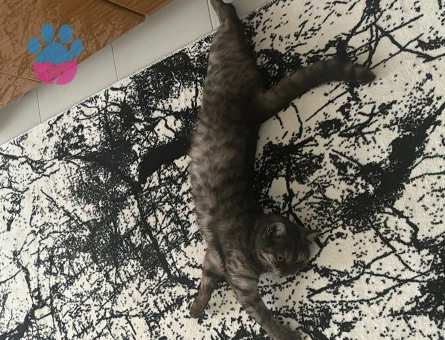 1 yaşındaki kızımıza eş arıyoruz