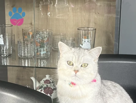 British SHorthair 1 Yaşında Eş Arıyor