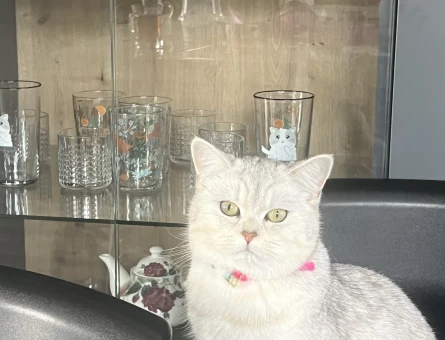 British SHorthair 1 Yaşında Eş Arıyor - 118967412
