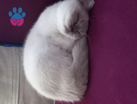 British Shorthair 1,5 Yaşında Eş Arıyor