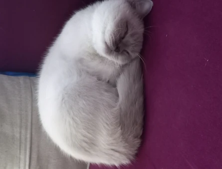 British Shorthair 1,5 Yaşında Eş Arıyor - 118967413
