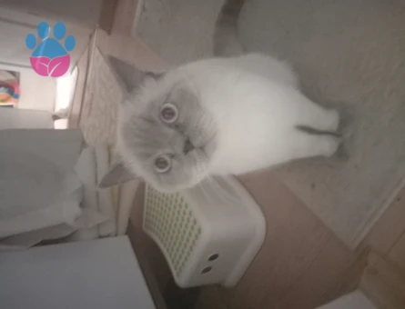 British Shorthair 1,5 Yaşında Eş Arıyor