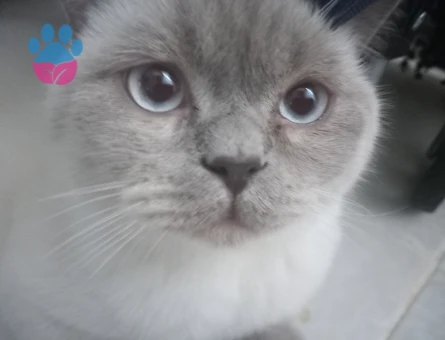 British Shorthair 1,5 Yaşında Eş Arıyor