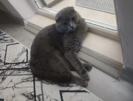 Scottish Fold 1 Yaşında Eş Arıyor - 118967415