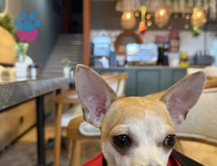 YAKIŞIKLI OĞLUMA EN GÜZELİNDEN GELİN ARIYORUM