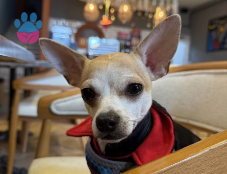 YAKIŞIKLI OĞLUMA EN GÜZELİNDEN GELİN ARIYORUM