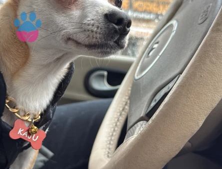 YAKIŞIKLI OĞLUMA EN GÜZELİNDEN GELİN ARIYORUM