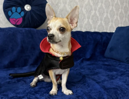 YAKIŞIKLI OĞLUMA EN GÜZELİNDEN GELİN ARIYORUM