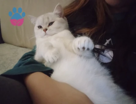 Kedime eş arıyorum