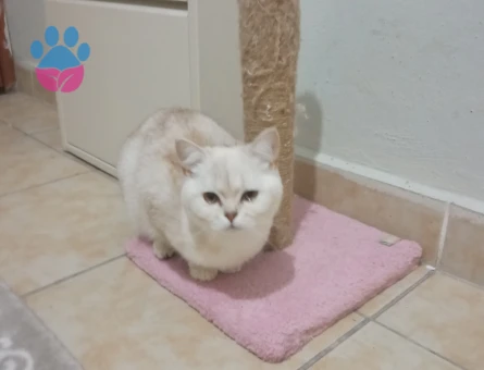 Kedime eş arıyorum