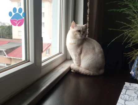 Kedime eş arıyorum