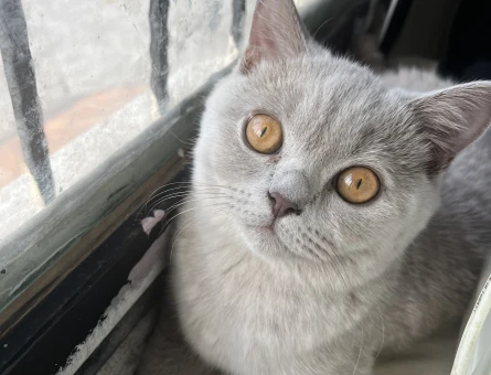 Dişi Kedim kızgınlıkta aynı cins kedi arıyorum - 118976766