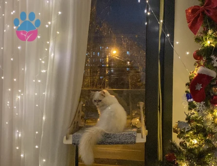 Erkek İran kedime eş arıyorum