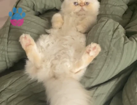 Erkek İran kedime eş arıyorum