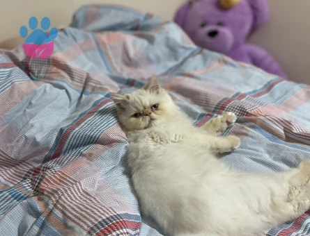 Erkek İran kedime eş arıyorum