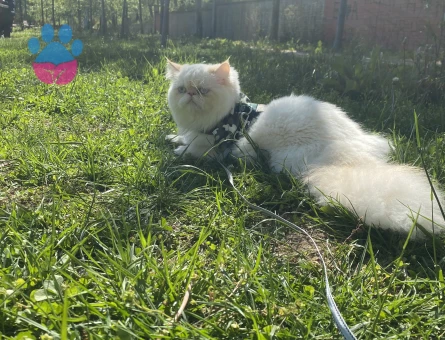 Erkek İran kedime eş arıyorum