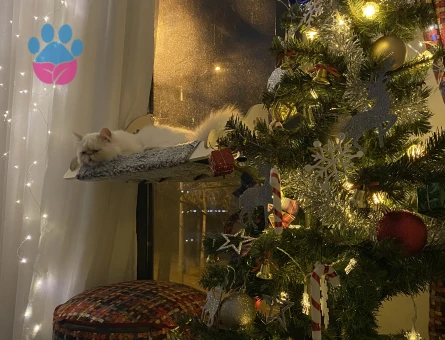 Erkek İran kedime eş arıyorum