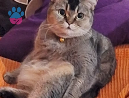 Kedimize damat adayı arıyoruz