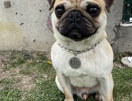 Eş Aranıyor – Erkek Pug (İstanbul) - 118976782