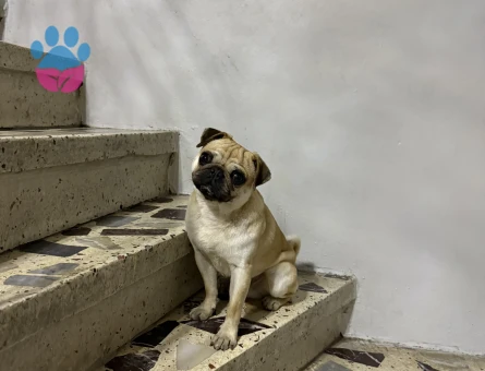 Eş Aranıyor – Erkek Pug (İstanbul)