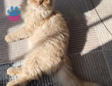 Yakışıklı uysal oğlumuza dişi adayı