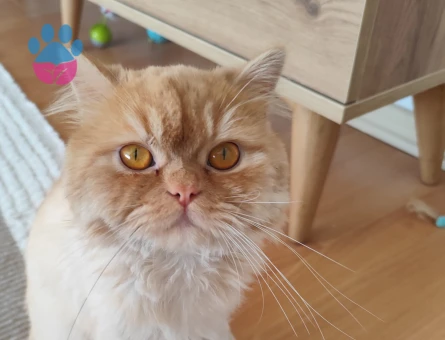 Yakışıklı uysal oğlumuza dişi adayı