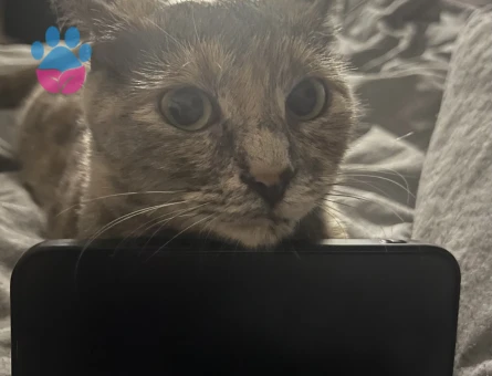 British Shorthair Kedim Eş Arıyor