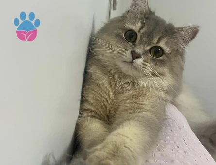 Kızım Maya' ya eş arıyoruz