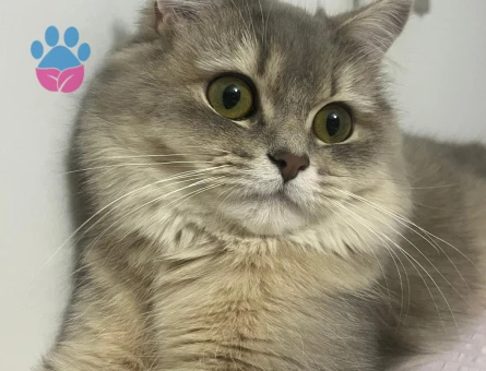 Kızım Maya' ya eş arıyoruz