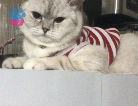Bluepoint British Shorthair 1 Yaşında Kedim Eş Arıyor