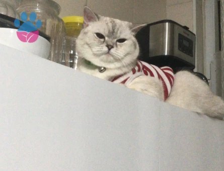 Bluepoint British Shorthair 1 Yaşında Kedim Eş Arıyor