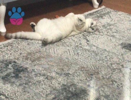 Bluepoint British Shorthair 1 Yaşında Kedim Eş Arıyor