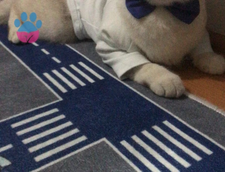 Bluepoint British Shorthair 1 Yaşında Kedim Eş Arıyor