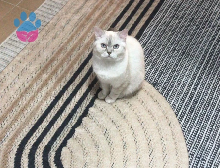 Bluepoint British Shorthair 1 Yaşında Kedim Eş Arıyor