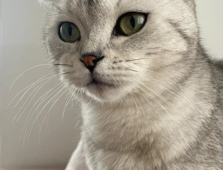 Scottish Fold 10 Aylık Kedim Eş Arıyor - 118969289