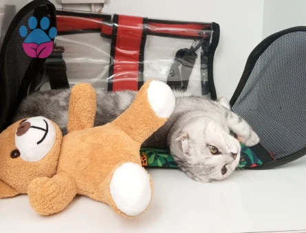 Scottish Fold 10 Aylık Kedim Eş Arıyor