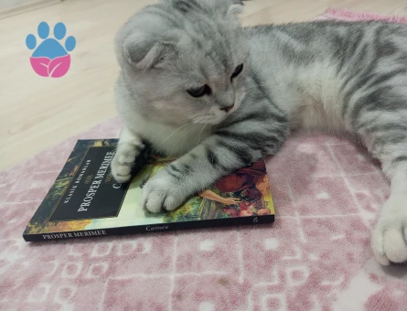 Scottish Fold 10 Aylık Kedim Eş Arıyor