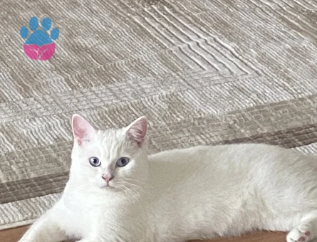 British Shorthair Erkek Kızgınlıkta
