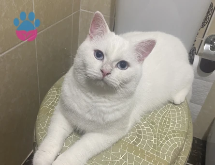 British Shorthair Erkek Kızgınlıkta