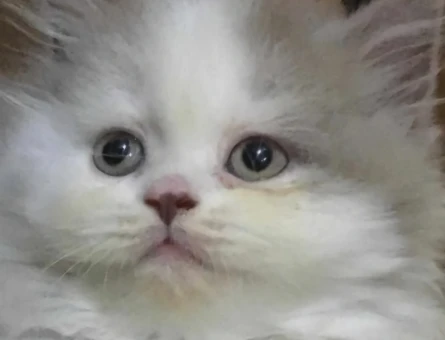 British Longhair dişi kedime erkek eş arıyorum - 118977483