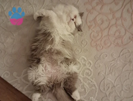 British Longhair dişi kedime erkek eş arıyorum