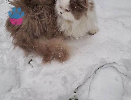 British Longhair dişi kedime erkek eş arıyorum