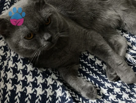 Brittish Shorthair 1 yaşında