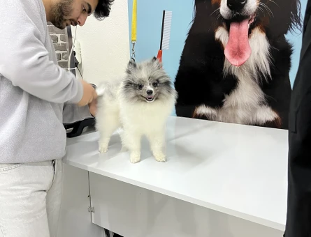 Pomeranian bol - 118977485