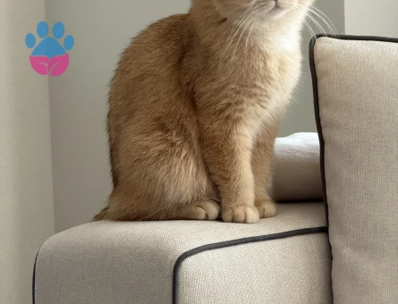 Golden N11 British Secereli Dişi