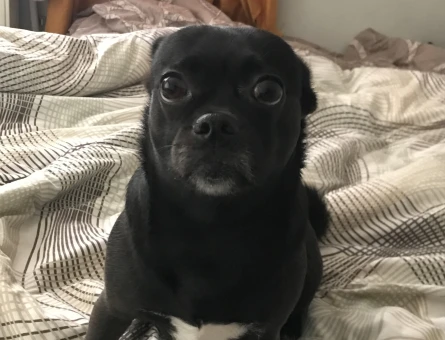 Dişi pug kırması - 118977487