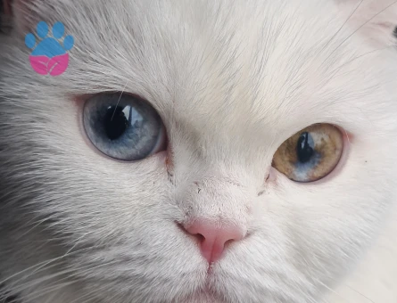 Müezza ya eş arıyoruz